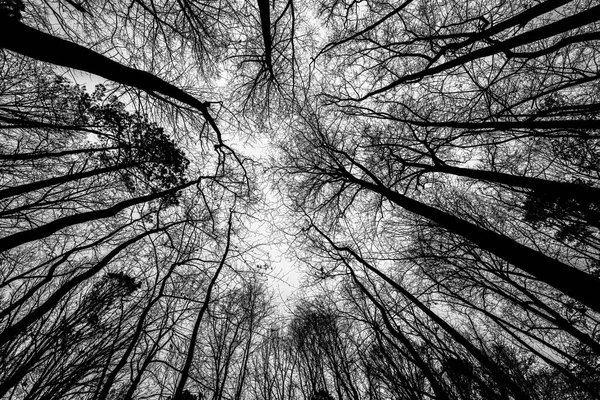 Winter Forest Canopy Black White — стоковое фото