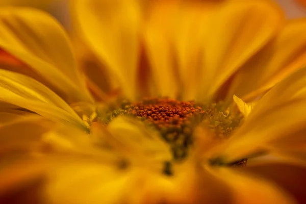 Close Yellow Gerbera Flower — Foto de Stock