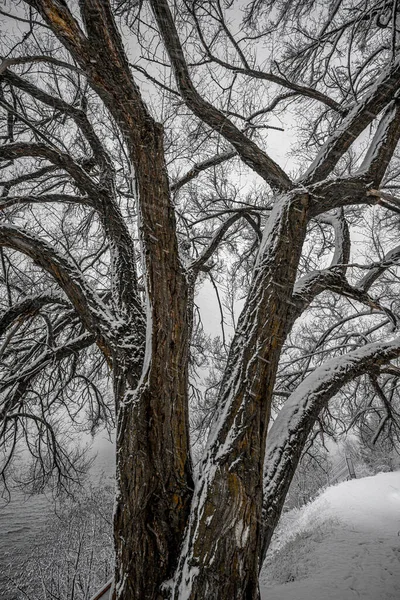 Árvore Coberta Neve Inverno — Fotografia de Stock