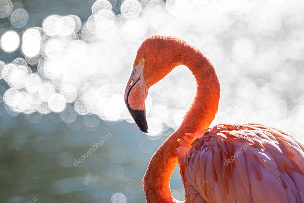 Portrait of an American Flamingo (Phoenicopterus ruber)