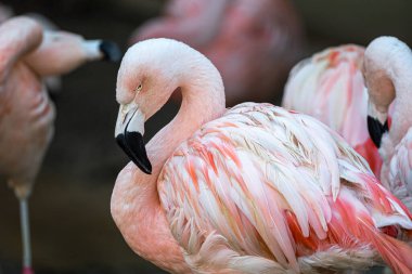 Portrait of a Chilean Flamingo (Phoenicopterus chilensis)
