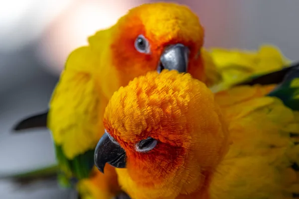 Two Sun Conures Aratinga Solstitialis Cuddling Each Other — стокове фото