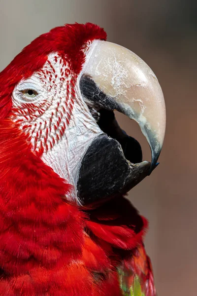 Portrait Green Winged Macaw Ara Chloropterus — Stock fotografie