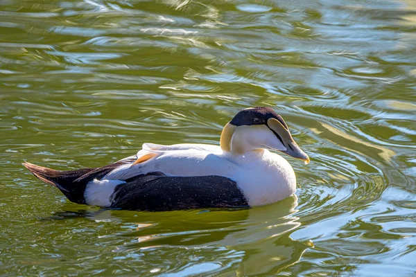 Common Eider Somateria Mollissima Duck — Fotografia de Stock