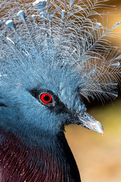 Portrait Blue Crowned Pigeon Goura Cristata — стокове фото