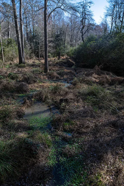 Swampy Area North Carolina Usa — Stockfoto