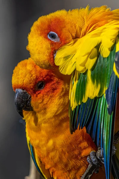 Sun Conures Parakeets Aratinga Solstitialis Cuddling — Stock fotografie