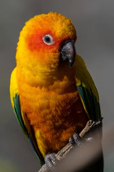 Portrait Sun Conure Parakeet Aratinga Solstitialis — Zdjęcie stockowe