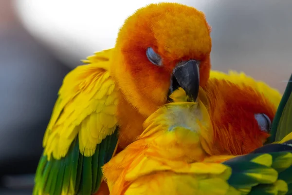 Sun Conures Parakeets Aratinga Solstitialis Cuddling — Stock Photo, Image