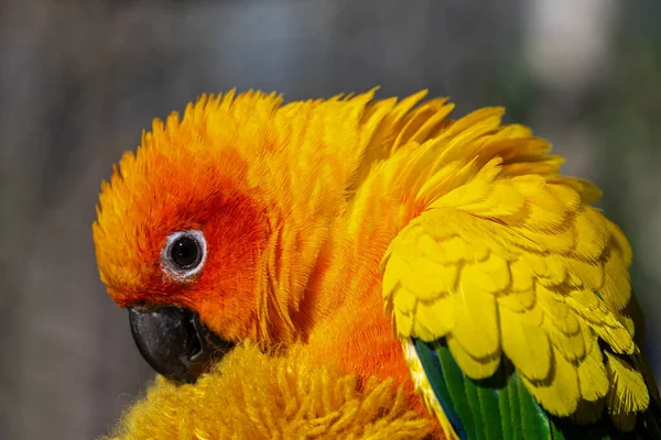 Sun Conures or Parakeets (Aratinga solstitialis) Cuddling