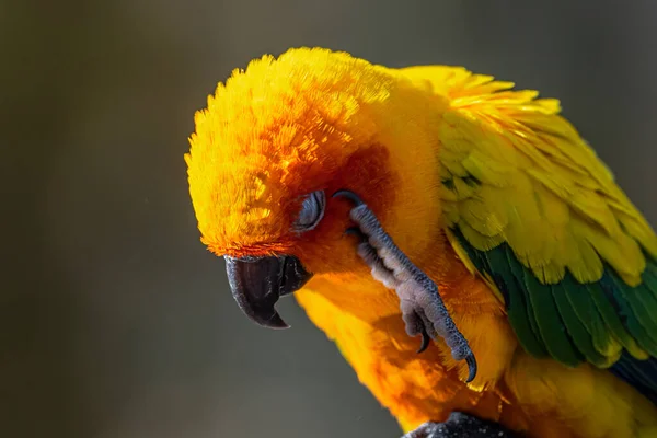 Portrait Sun Conure Parakeet Aratinga Solstitialis — Stock fotografie