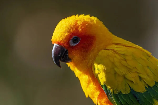 Retrato Sun Conure Periquito Aratinga Solstitialis —  Fotos de Stock