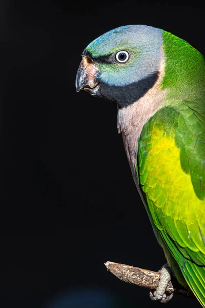 Portrait Red Breasted Parakeet Psittacula Alexandri — Stock fotografie