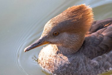 Dişi Kapüşonlu Merganser (Lophodytes cucullatus)