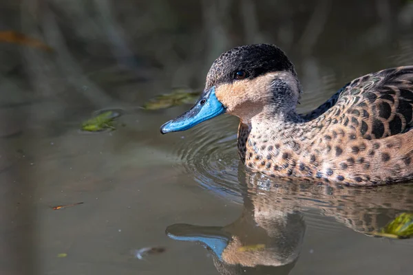 Blue Billed Hottentot Teal Anas Hottentota — Zdjęcie stockowe