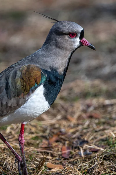 Portrait Southern Lapwing Vanellus Chilensis — Stock Photo, Image