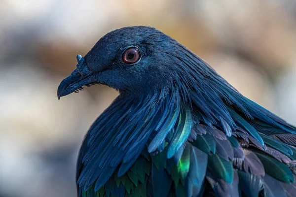 Portrait Nicobar Pigeon Caloenas Nicobarica — Fotografia de Stock