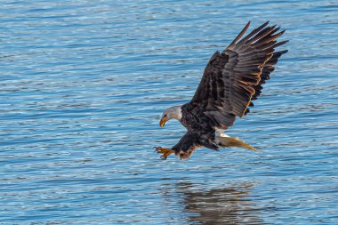 Avda Kel Kartal (Haliaeetus leucocephalus)