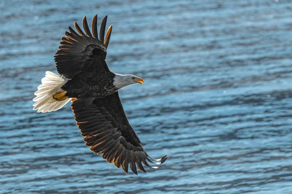 Skallig Örn Haliaeetus Leucocephalus Jakten — Stockfoto