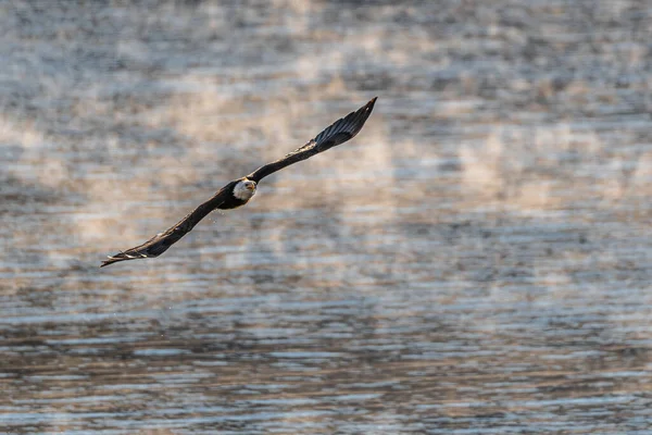 Bald Eagle Haliaeetus Leucocephalus Hunt — Stock Photo, Image