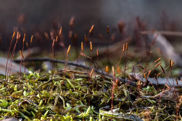Spore Containing Sporangia Moss — Stock Photo, Image