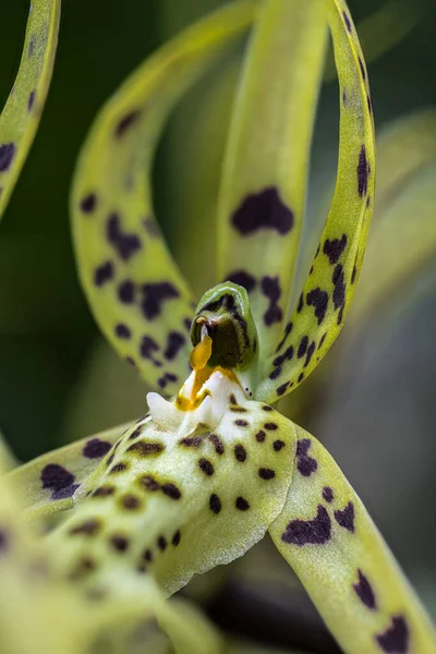 Κοντινό Πλάνο Μιας Ορχιδέας Spider Brassia Verroucosa Flower — Φωτογραφία Αρχείου