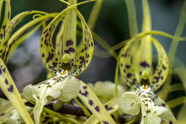 Κοντινό Πλάνο Μιας Ορχιδέας Spider Brassia Verroucosa Flower — Φωτογραφία Αρχείου