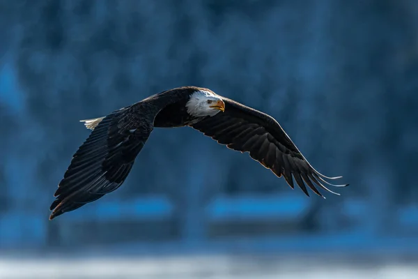 Bald Eagle Haliaeetus Leucocephalus Hunt — Stock Photo, Image