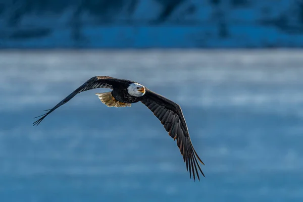 Skallig Örn Haliaeetus Leucocephalus Jakten — Stockfoto