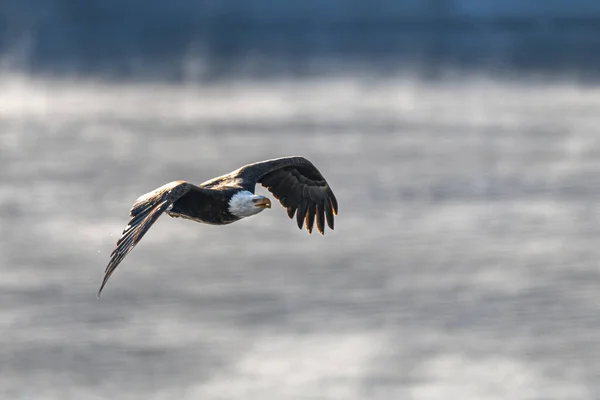 Skallig Örn Haliaeetus Leucocephalus Jakten — Stockfoto