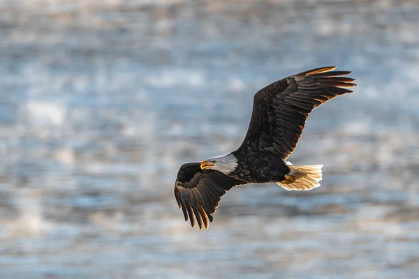 Bald Eagle Haliaeetus Leucocephalus Hunt — Stock Photo, Image