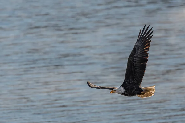 Skallig Örn Haliaeetus Leucocephalus Jakten — Stockfoto