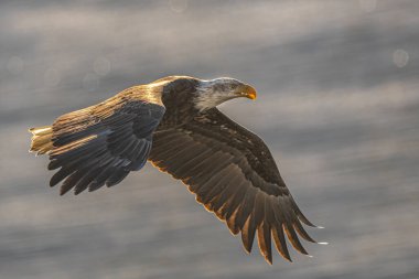 Uçan Kel Kartal (Haliaeetus leucocephalus)