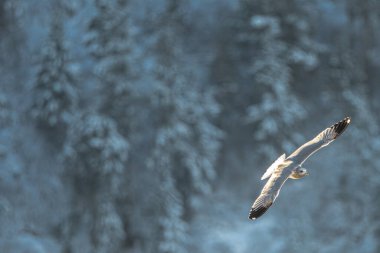 Uçuş sırasında halka gagalı martı (Larus delawarensis)