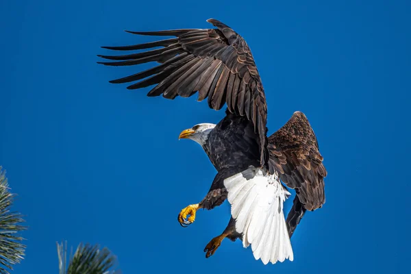 Débarquement Pygargue Tête Blanche Haliaeetus Leucocephalus — Photo