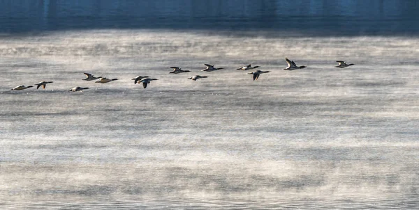 Eine Schar Merganser Flitzt Morgendlichen Nebel Über Einen See — Stockfoto