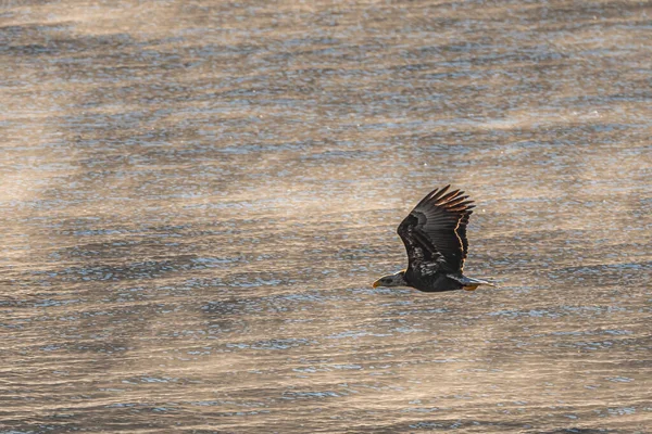 Bald Eagle Haliaeetus Leucocephalus Flying Morning Mist — Stock Photo, Image