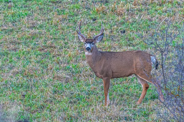 Mule Deer Odocoileus Hemionus Buck — Stock Photo, Image