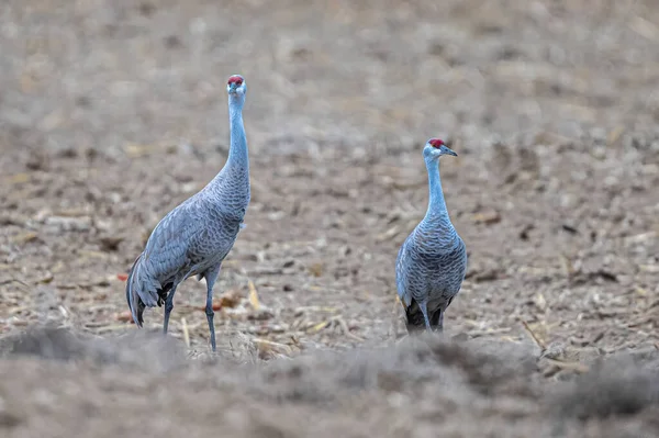 Grúas Migratorias Arenisca Antígona Canadensis Alimentándose Campos Primavera — Foto de Stock