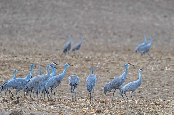 Wanderkraniche Antigone Canadensis Ernähren Sich Frühling Von Feldern — Stockfoto