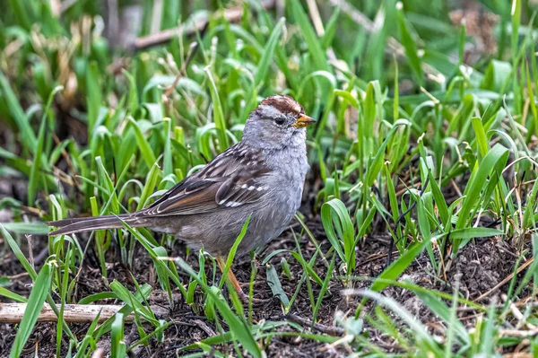 Niedojrzały Wróbel Białopiętnik Zonotrichia Leucophrys — Zdjęcie stockowe