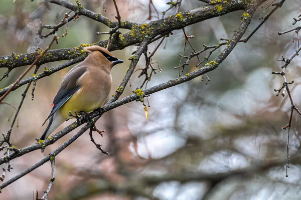 Vaxning Cederträ Bombycilla Cedrorum — Stockfoto