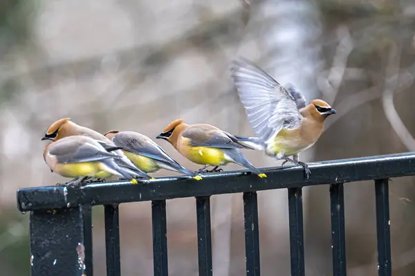 Perching Cedar Waxwings Bombycilla Cedrorum — Stock Photo, Image