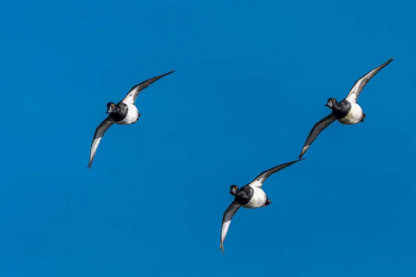 Yüzük Boyunlu Ördekler Aythya Yaka Grubu Uçuşta — Stok fotoğraf