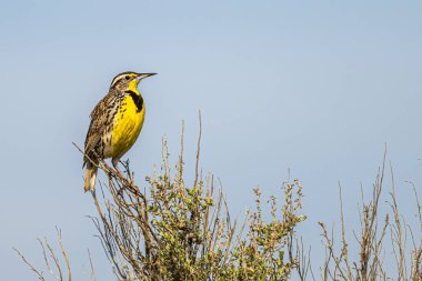 Perching Meadowlark (Sturnella ihmal)