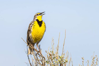 Şarkı söyleyen Batı Meadowlark (Sturnella ihmal)