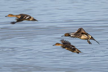 Uçuşta Kuzey Pintails (Anas acuta)