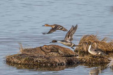 Başlayan Erkek ve Dişi Kuzey Pintails (Anas acuta)