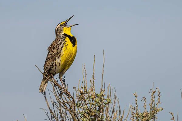 Şarkı Söyleyen Batı Meadowlark Sturnella Ihmal — Stok fotoğraf