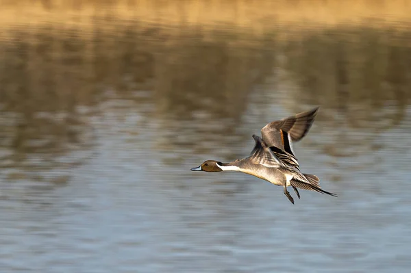 Canard Pilet Mâle Anas Acuta Vol — Photo